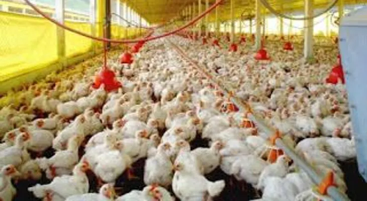 Productores avícolas se declaran en "emergencia" por veda impuso Haití