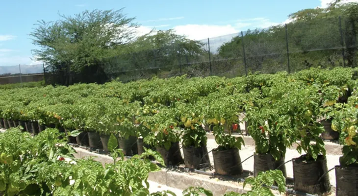 Monte Cristi tiene el quinto ají más picante del mundo 