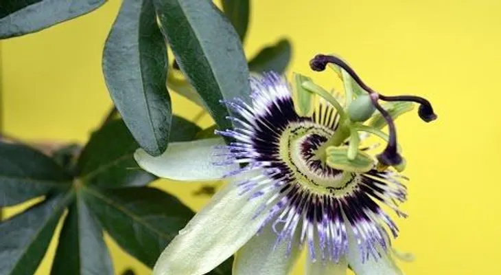 Flor de la pasión; propiedades y beneficios para la salud 