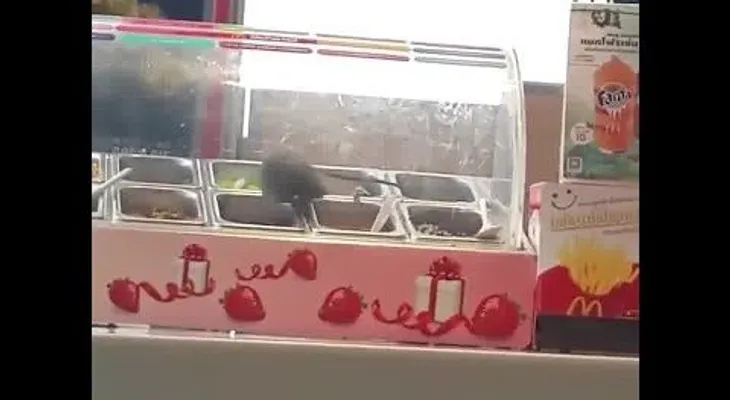 Una enorme rata es sorprendida dándose un festín en un McDonald's