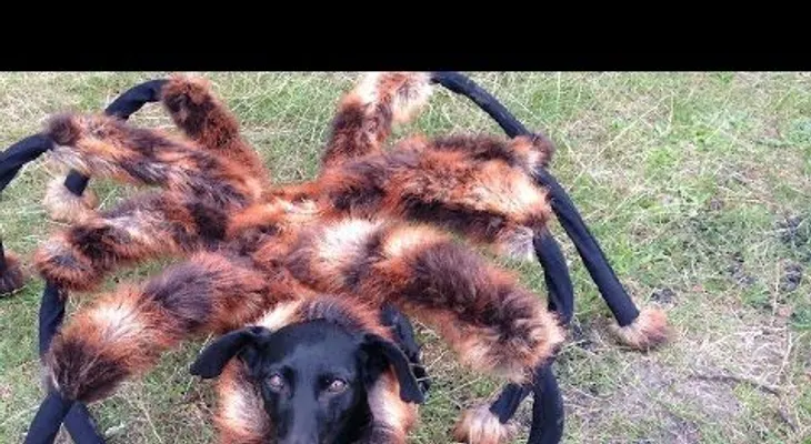 "Perro Araña Mutante Gigante" El vídeo más visto en 2014 en YouTube