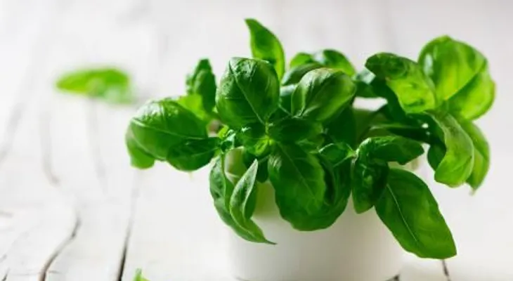 La albahaca trata los problemas respiratorios, nerviosos, bucales y ginecológicos