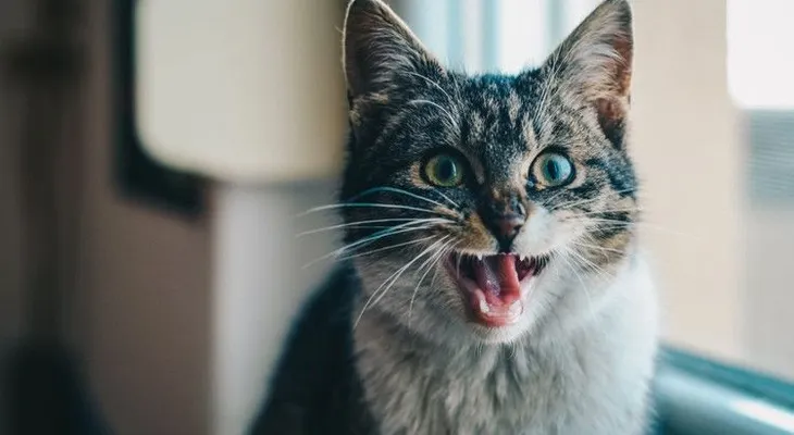 Esta es la terrible realidad detrás de los apretujones a los gatos