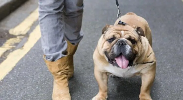 Tener perro es bueno para el corazón