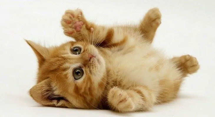 Las heces de gato puede ayudar a curar el cáncer
