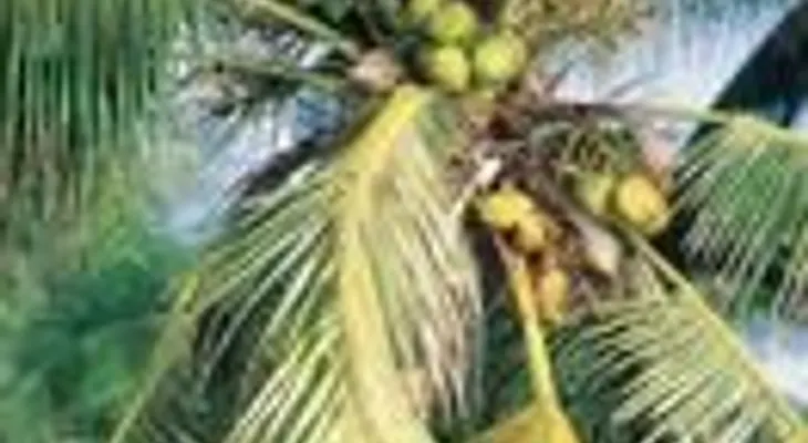 Beneficios de utilizar azúcar de palma de coco 