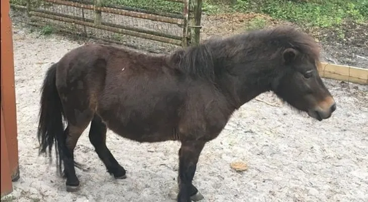 Detienen en la Florida a un hombre por tener sexo con un pony