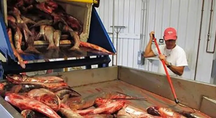 Americanos aprueban para consumo comida asiatica criada con heces de cerdos 