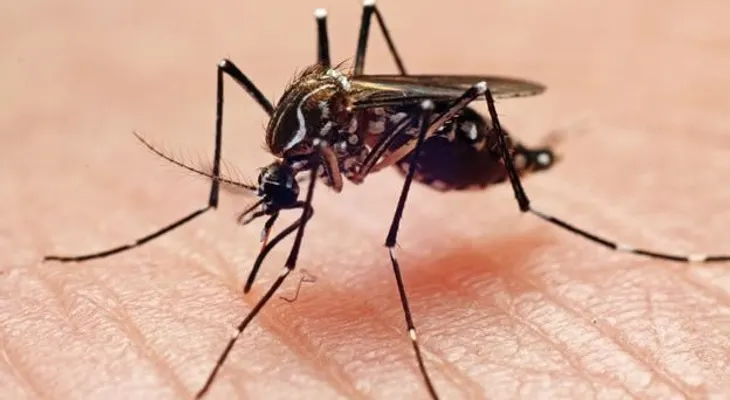 La amenaza del dengue en Perú: ya son 26 personas muertas y los casos están disparados